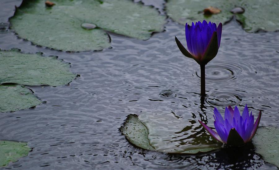Lilies in the Rain Photograph by Amee Cave