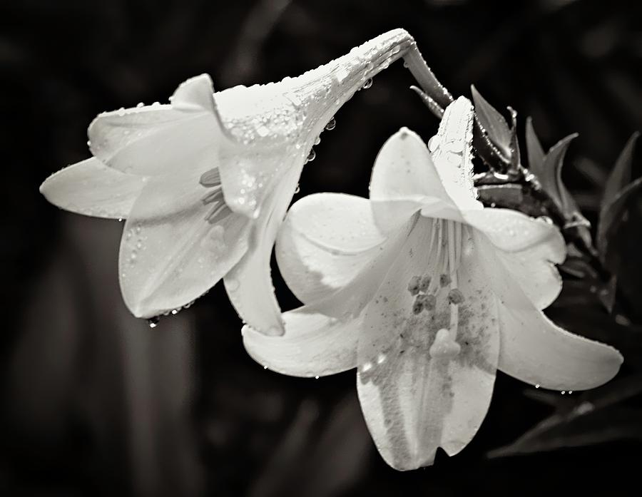 Lilies in the Rain Photograph by Sheri McLeroy