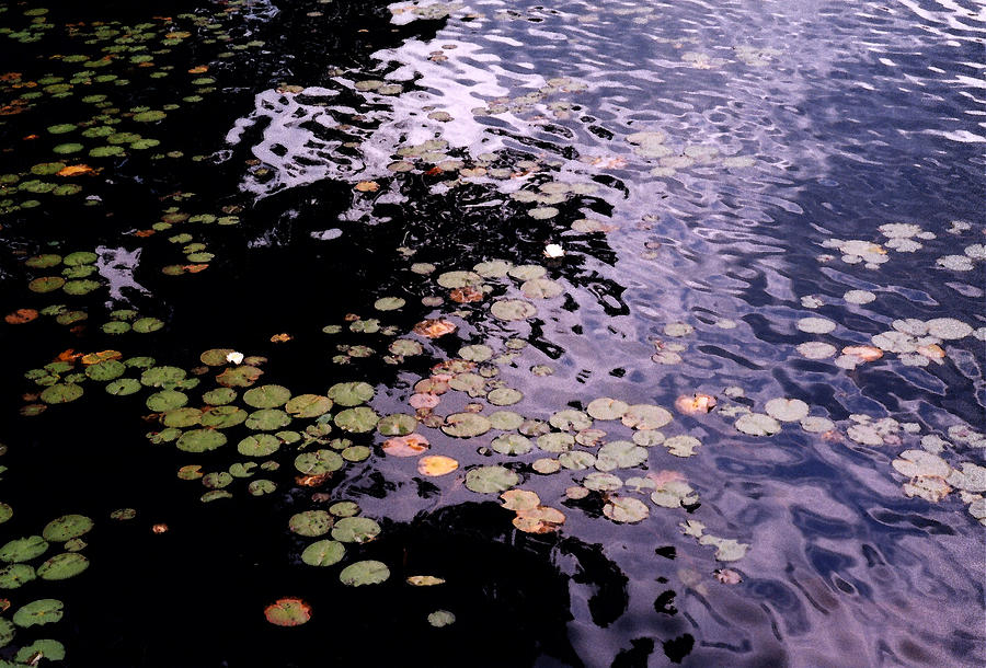 Lilies in the Water Photograph by Lyle Crump