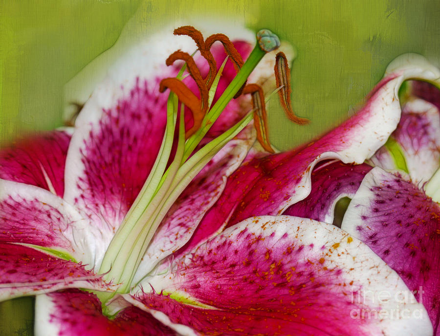 Lily Photograph - Lilies by Judi Bagwell