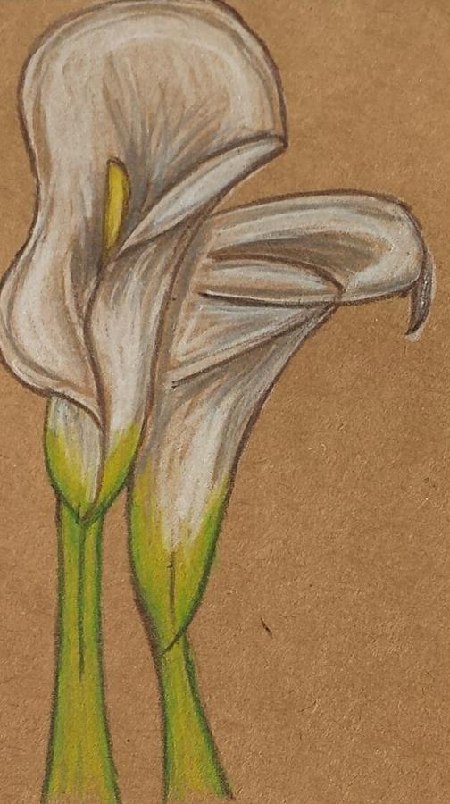 Lilies Drawing