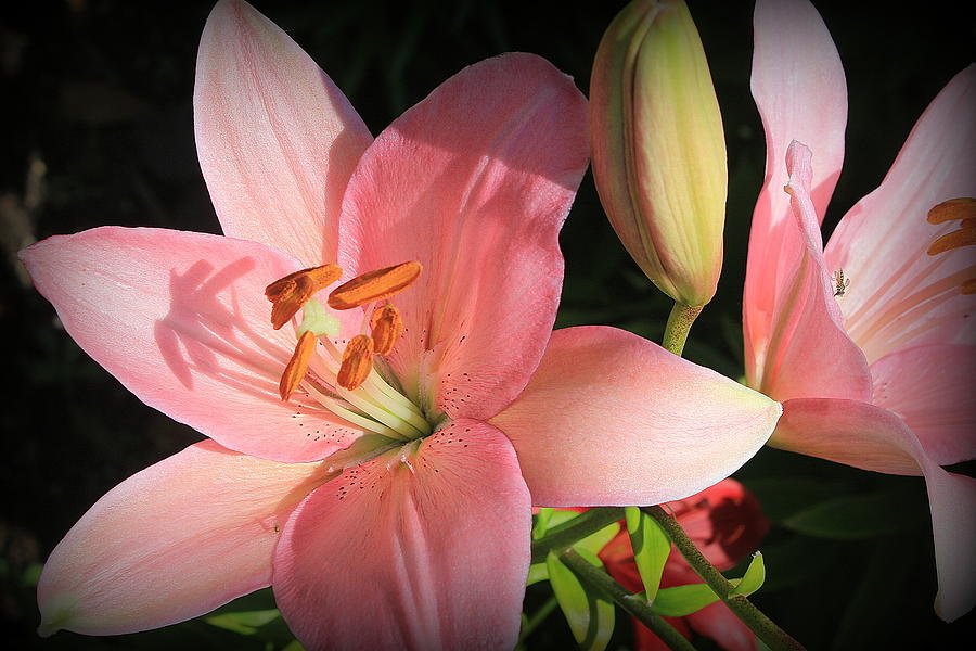 Lilies Lovely in Pink Photograph by Dora Sofia Caputo