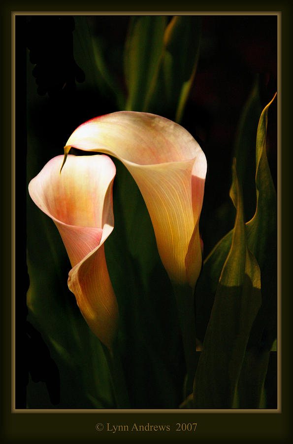 Flower Photograph - Lilies by Lynn Andrews