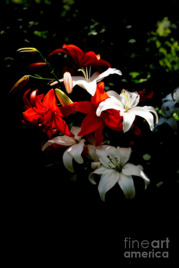 Lilies Photograph by Marcia Lee Jones