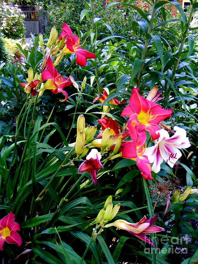 Lilies  Photograph by Nancy Kane Chapman