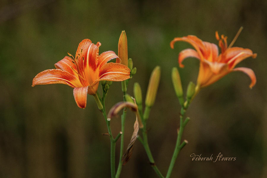 Lilies of the Field Photograph by Deborah Flowers Pixels