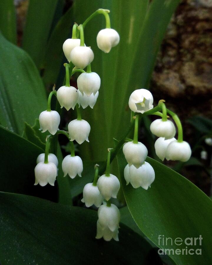 Lilies of The Valley by Old Stone Wall Photograph by Barbie Corbett-Newmin