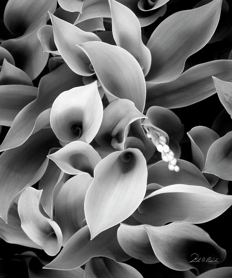 Lilies of the Vallley Photograph by Frederic A Reinecke