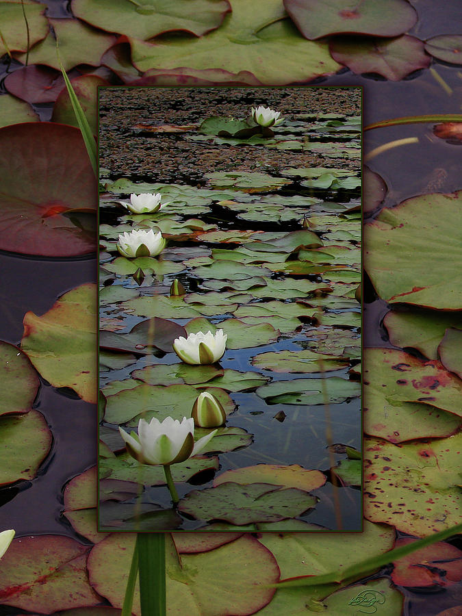 Lilies of the Water Digital Art by Vicki Lea Eggen