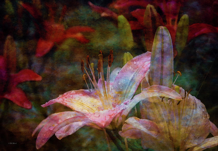 Lilies on a Rainy Day 1656 IDP_2 Photograph by Steven Ward