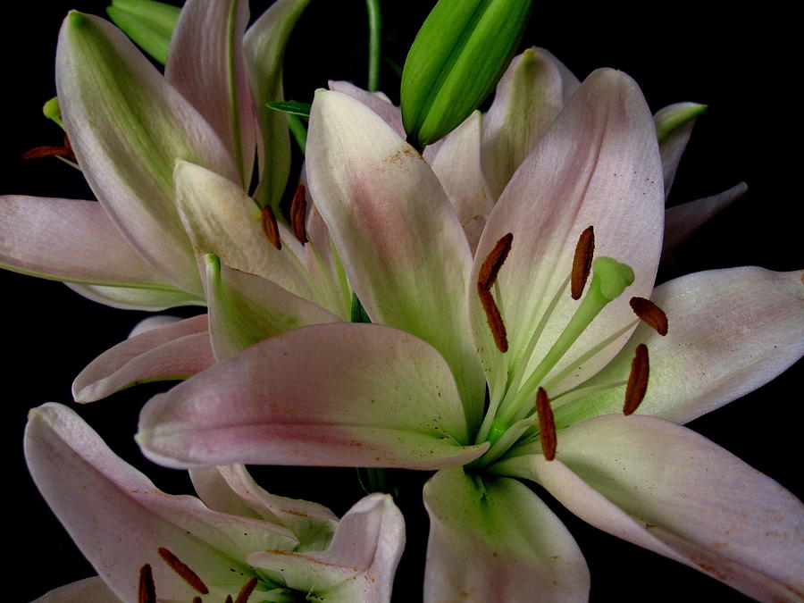Flower Photograph - Lilies on Black Second by Bonita Brandt