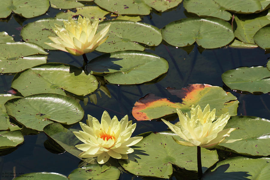 Lilies On The Pond Photograph by Hany J
