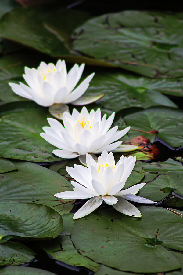 Lilies on the pond Photograph by Susan Grove - Fine Art America