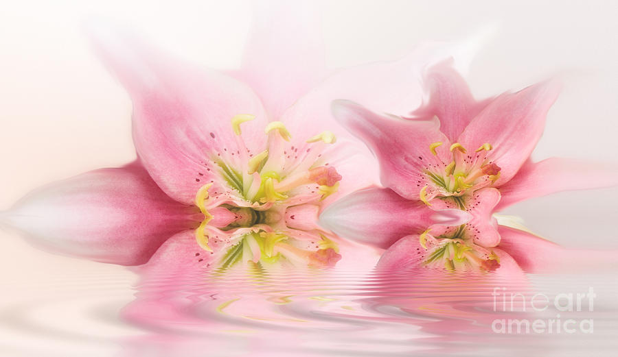 Lilies Photograph by Patti Schulze