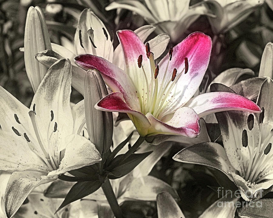Lilies Black And White Photograph by Smilin Eyes Treasures