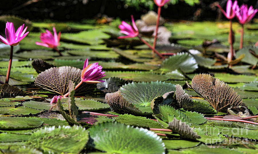 Lilies Tam Coc Tours  Photograph by Chuck Kuhn