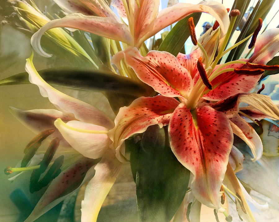 Lilies Photograph by Theresa Campbell