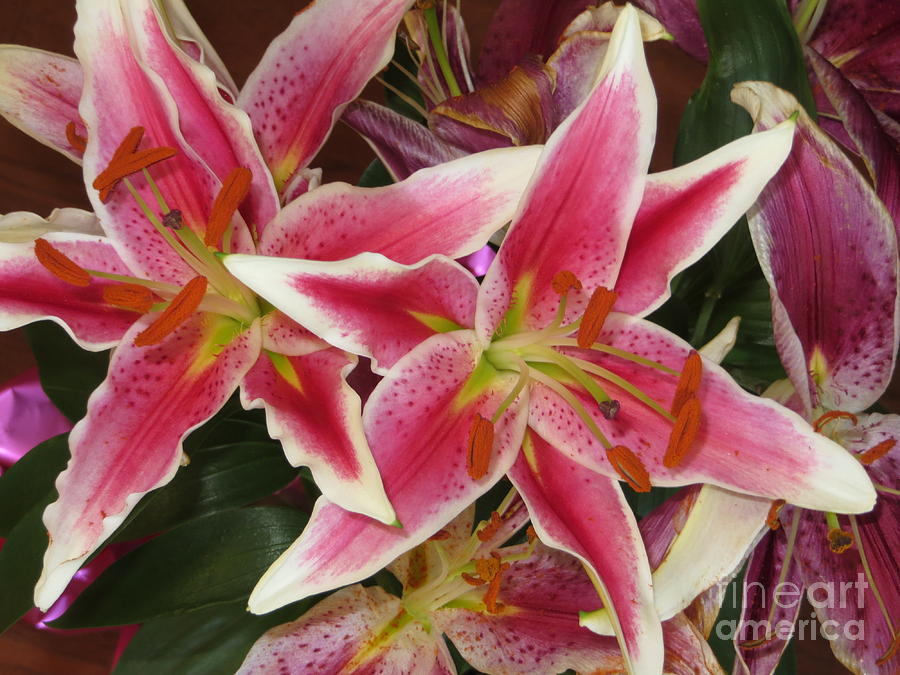 Lilies Photograph by Tim Townsend