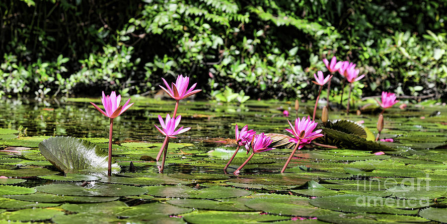 Lilies Water Vietnam  Photograph by Chuck Kuhn