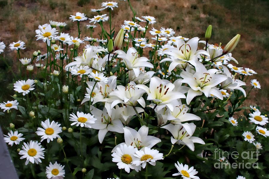 Flower Photograph - Lilies With Daisies by Marcia Lee Jones