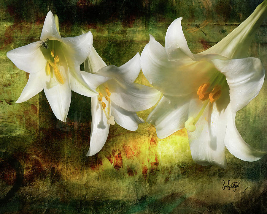 Lilies with Light Digital Art by Sandra Schiffner