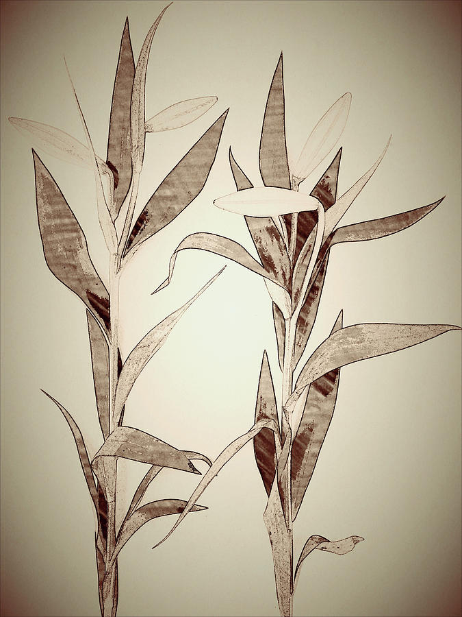 Lilies with pencil drawn effect. Photograph by John Paul Cullen