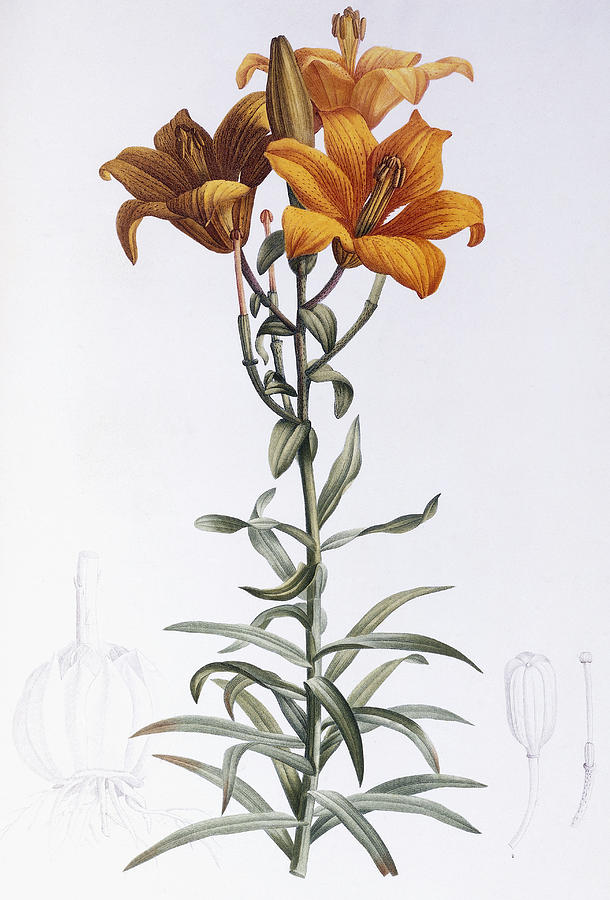 Lily Painting - Lilium Bulbiferum by Pierre Joseph Redoute