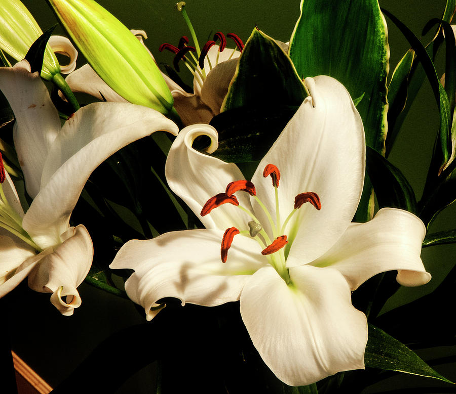 Lilium Casa Blanca Photograph by Norman Johnson - Fine Art America