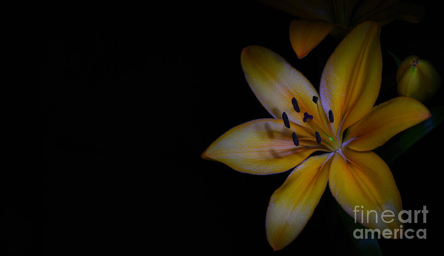 Nature Photograph - Lilium flower by Stela Knezevic