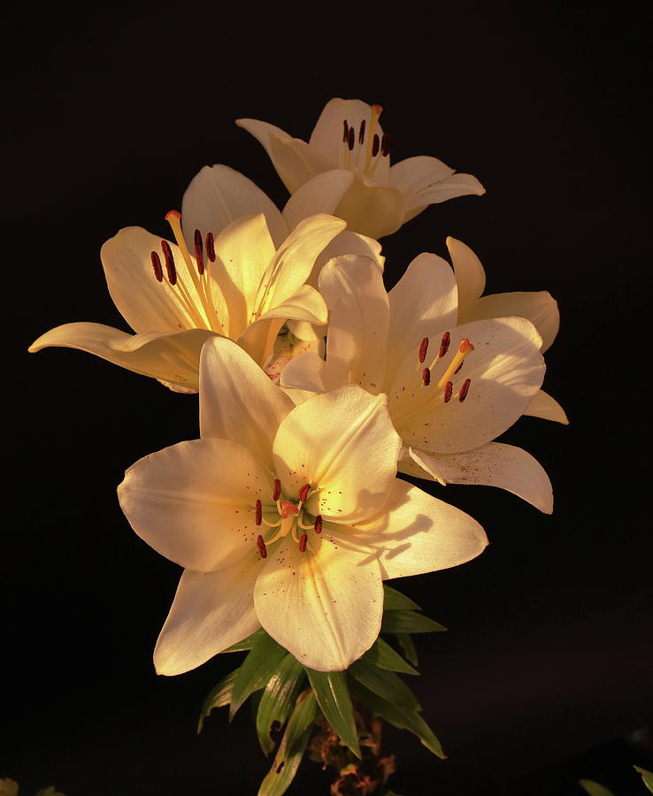 Lilium Flowers Photograph by Jeff Townsend