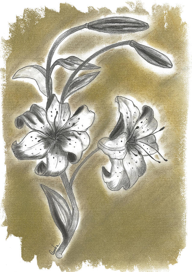 Lilium original in Charcoal Drawing by Annalisa Amato | Fine Art America