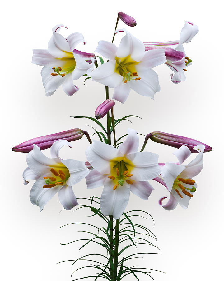 Lily Photograph - Lilium Regale by Jane McIlroy