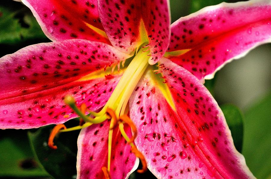 Lilium 'Stargazer' Photograph by Charles J Pfohl