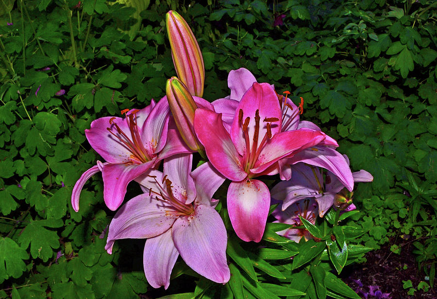 Lilium - Tiny Todd - Asiatic Lily 002 Photograph by George Bostian