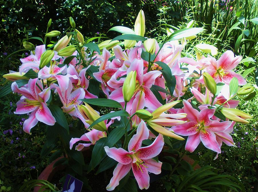Lillies Galore Photograph by Jeanette Oberholtzer