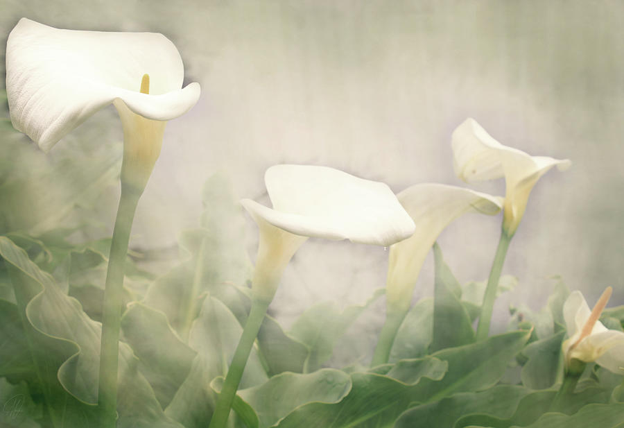 Lillies in the Mist Digital Art by Margaret Hormann Bfa