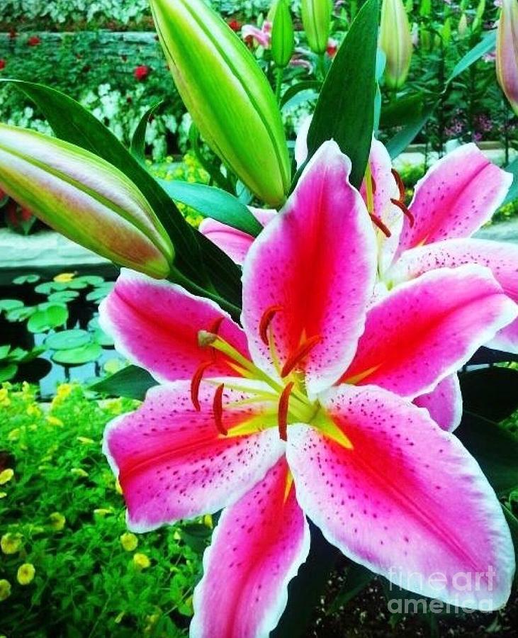 Lillies of Ashcombe Photograph by Breena Briggeman - Fine Art America