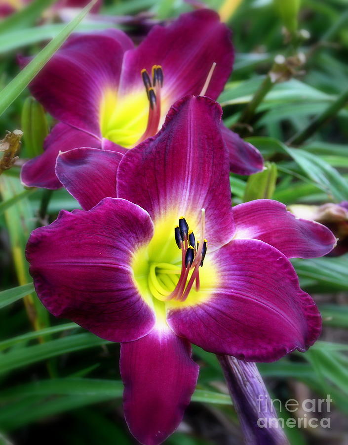 Flower Photograph - Lillies purple and yellow by Charlene Cox
