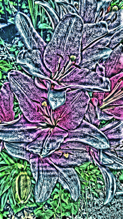 Lillies Digital Art by Vickie G Buccini