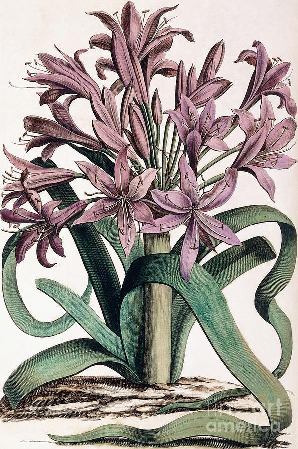Lily Painting - Lillio-Narcissus by Dutch School