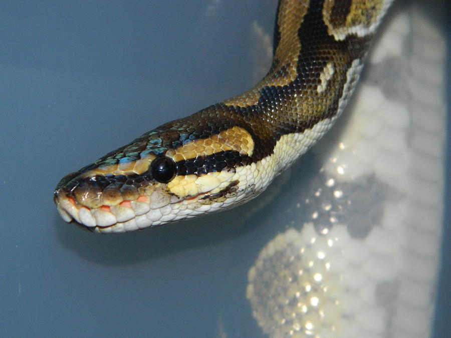 Snake Photograph - Lilliput, Ball Ptython by Rhonda Miller