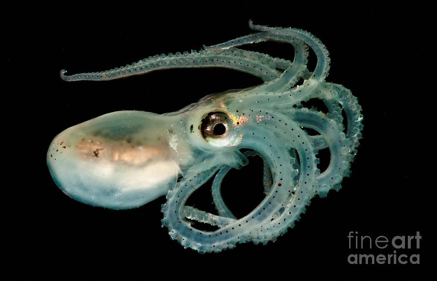 Octopus Photograph - Lilliput Longarm Octopus #1 by Dante Fenolio