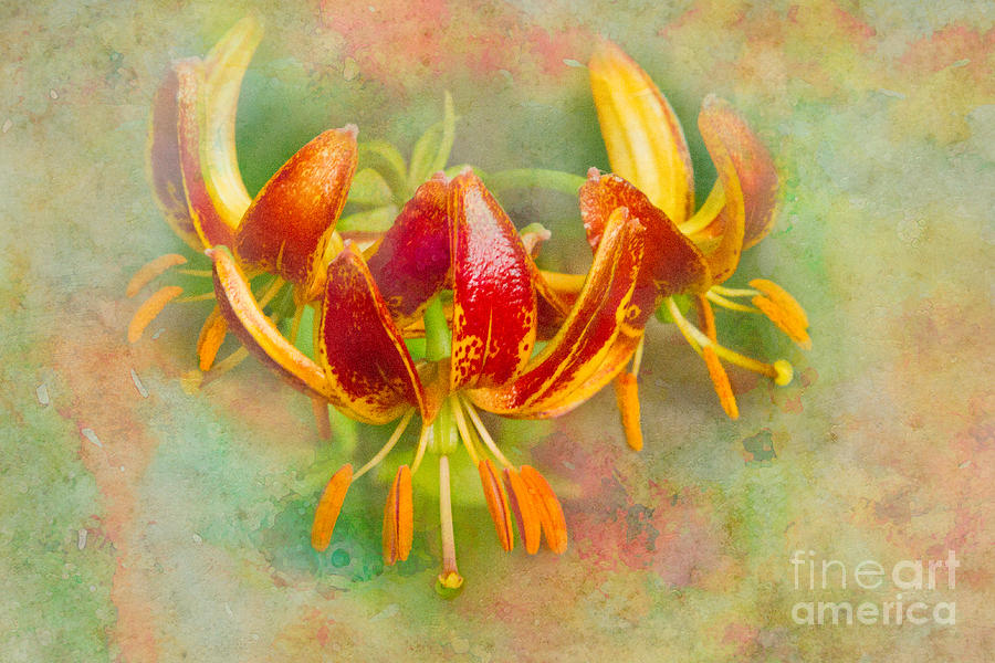 Lilliputian Lily Photograph by Marilyn Cornwell