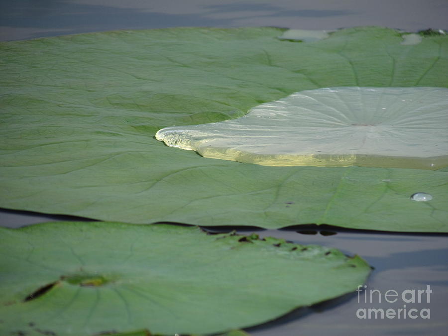 Water on Large Lily pad Photograph by Donica Abbinett - Fine Art America