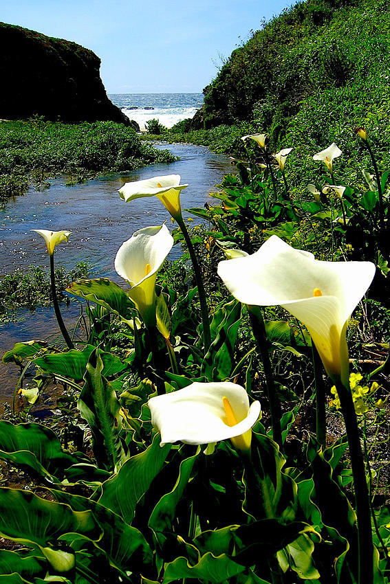 Flower Photograph - Lilly Beach- Big Sur by Sofanya White