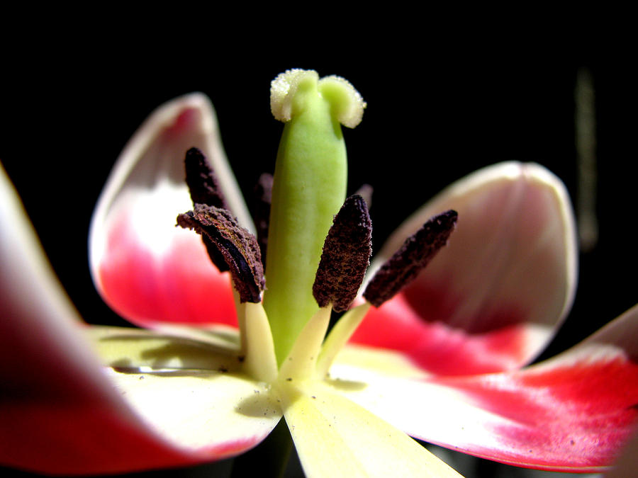 Flower Photograph - Lilly by Chaz McDowell