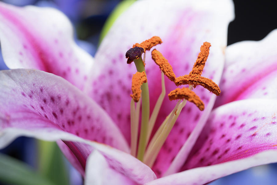 Lilly by Edward Deiro Lilly by Edward Deiro
