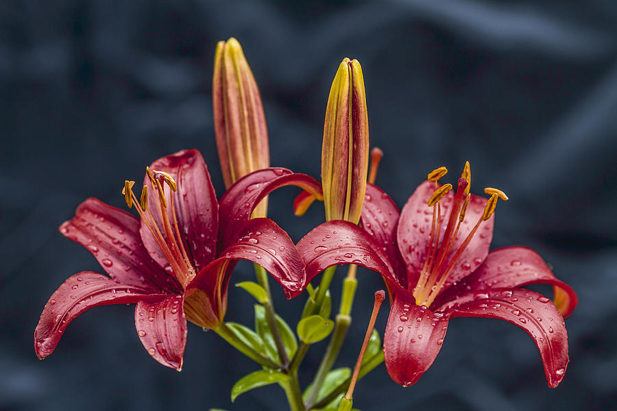 Flower Photograph - Lilly Flowers by Stephen Brown