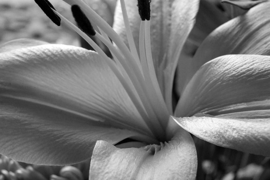 lilly-in-black-and-white-photograph-by-jeff-roney-pixels