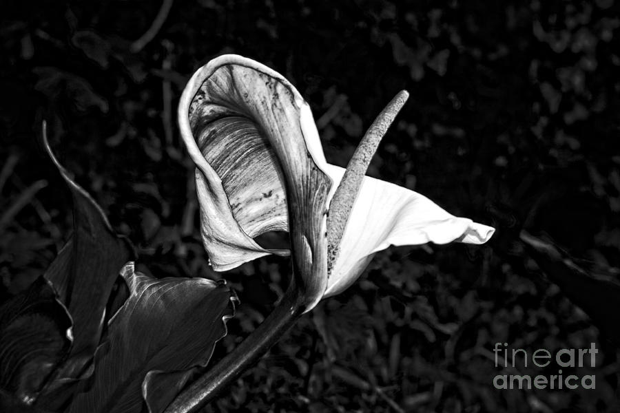 Spring Photograph - Lilly in Black and White  by Pete Moyes